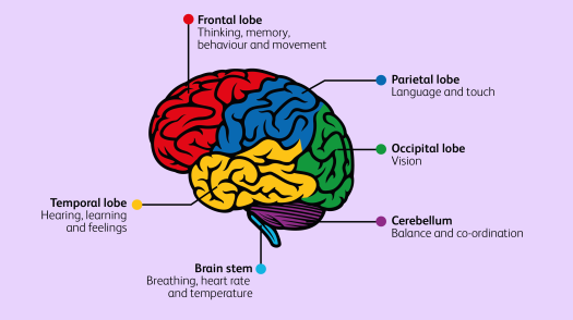 illustration of the brain