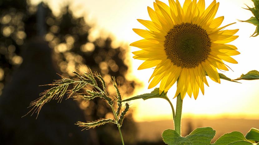 a sunflower in front of a sunrise